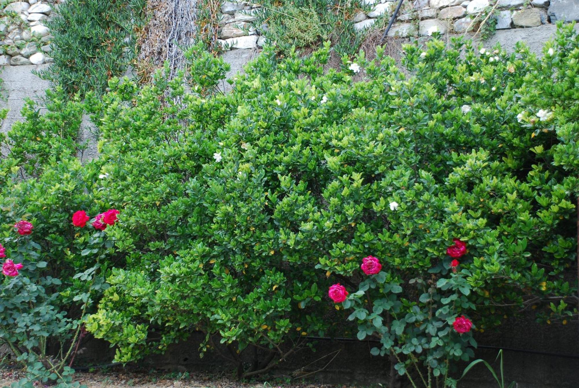 Hotel Agnadi - Horefto Dış mekan fotoğraf